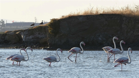 Gediz Deltası Flamingo