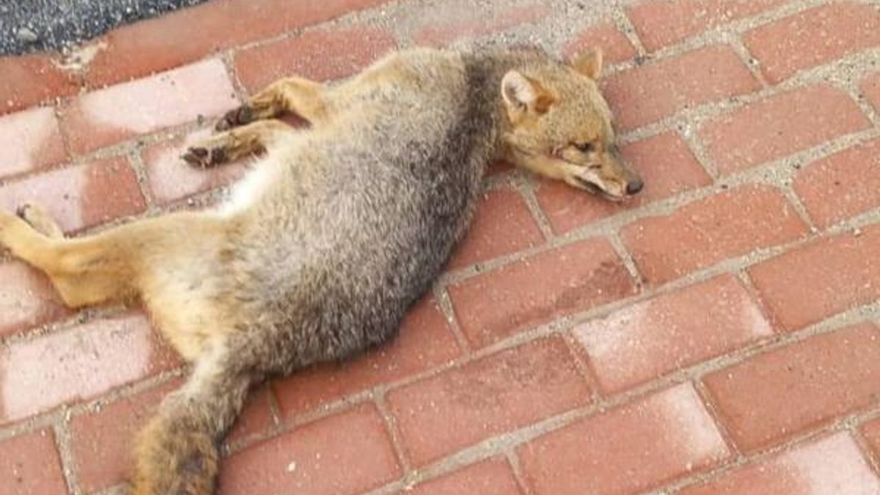 Bursa'da kaldırımda ölü tilki bulundu