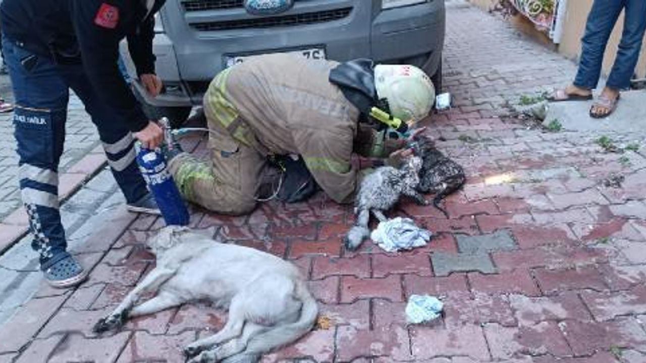Esenyurt'ta itfaiye ekipleri 9 hayvanı yangından kurtardı