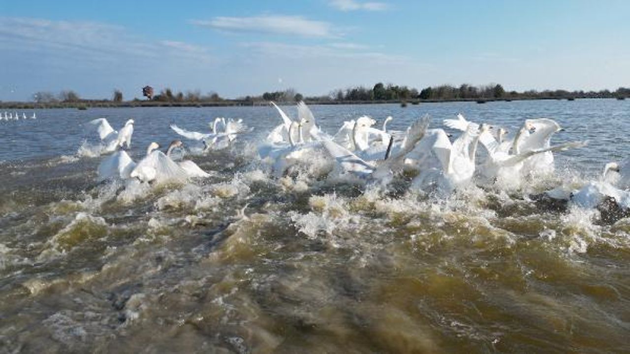 Kızılırmak Deltası Kuş Cenneti'ni 2023'te 100 bin kişi ziyaret etti