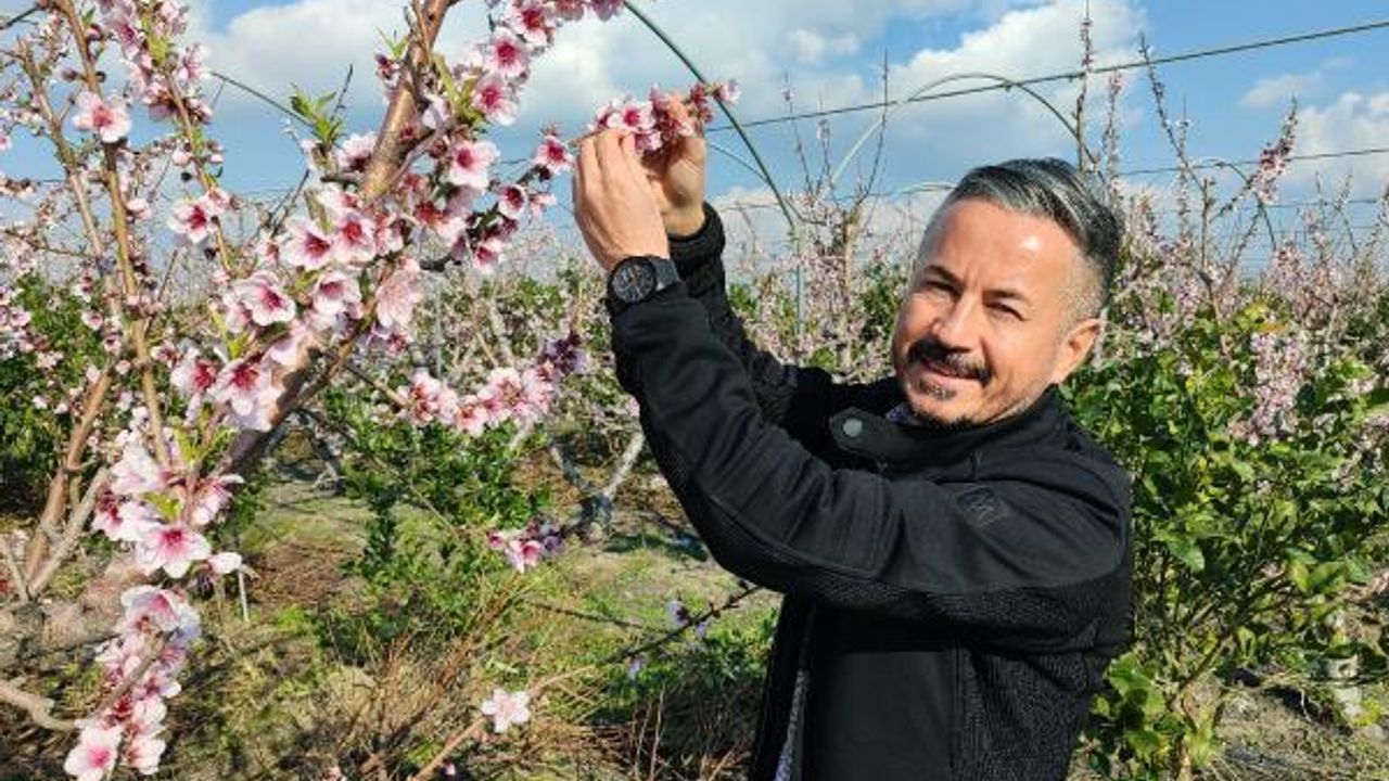 Mersin'de yalancı bahara aldanan ağaçlar çiçek açtı