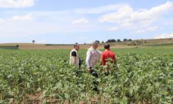 Edirne'deki dolu yağışı; 1000 dekar ekili alan zarar gördü