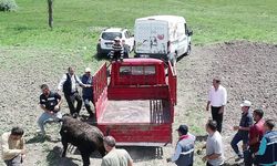 Erzurum'da anguslar ahırdan kaçtı