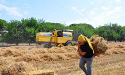 Okul Müdürü, ihtiyaç sahiplerine gelir için zeytin fidanı dikti