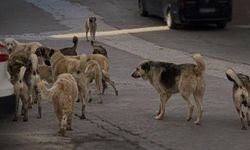 Ankara Valiliği, hasta köpeklerin kente getirildiği iddiası