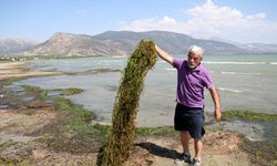 Eğirdir Gölü'nü Algler battaniye gibi kapladı