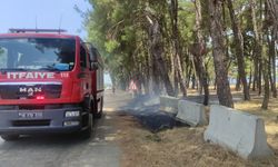 İznik Gölü sahilindeki piknik alanında yangın