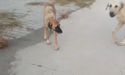 Spor yaparken başıboş köpeklerin saldırısında yaralandı