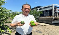 Adana'da limon hasadı başladı