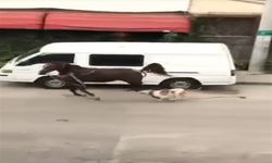 Ata saldıran pitbull cinsi köpek, barınağa teslim edildi