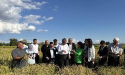 Edirne'de üç yeni çeltik çeşidi tanıtılıp, hasat edildi