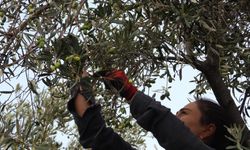 Hatay’ın meşhur halhallı zeytininde hasat dönemi