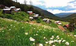 Sivas'ın akciğeri yayla, beton yapılarla doldu