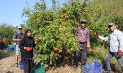 Üretici bu sene nar da beklediğini bulamadı