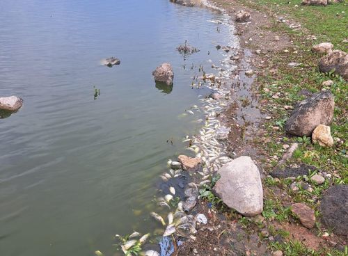 Diyarbakır'ın 'kuş cenneti' Kabaklı Göleti'nde toplu balık ölümleri
